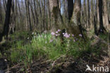 Waterviolet (Hottonia palustris)