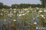 Waterviolet (Hottonia palustris)