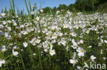 Waterviolet (Hottonia palustris)