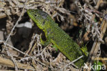 Western Green Lizard (Lacerta bilineata)