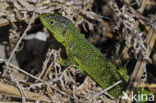 Westelijke Smaragdhagedis (Lacerta bilineata)