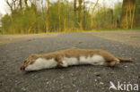 Weasel (Mustela nivalis)