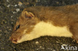 Weasel (Mustela nivalis)