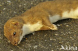 Weasel (Mustela nivalis)