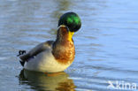 Mallard