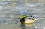 Mallard