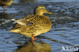 Mallard