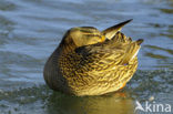 Mallard