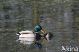 Mallard