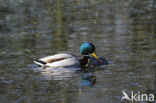 Wilde Eend (Anas platyrhynchos)