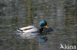 Mallard