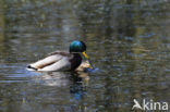 Mallard