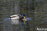 Mallard