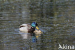 Mallard