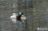 Mallard