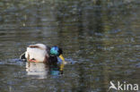 Mallard