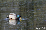 Mallard