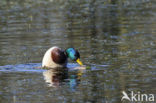 Mallard