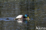 Mallard