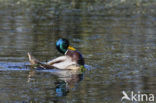 Mallard