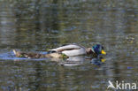 Mallard