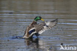 Mallard