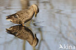 Wilde Eend (Anas platyrhynchos)