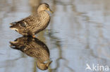 Wilde Eend (Anas platyrhynchos)