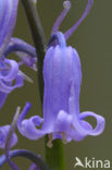 Bluebell (Scilla non-scripta)