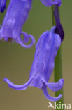 Bluebell (Scilla non-scripta)