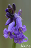 Bluebell (Scilla non-scripta)