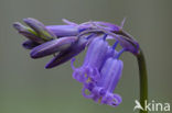 Bluebell (Scilla non-scripta)