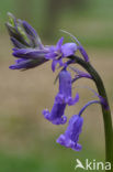 Bluebell (Scilla non-scripta)