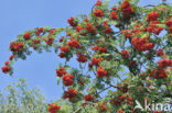 Wilde lijsterbes (Sorbus aucuparia)