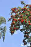 Wilde lijsterbes (Sorbus aucuparia)