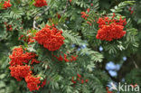 Wilde lijsterbes (Sorbus aucuparia)