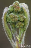 Wilde lijsterbes (Sorbus aucuparia)