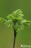 Wilde lijsterbes (Sorbus aucuparia)