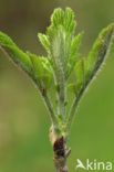 Wilde lijsterbes (Sorbus aucuparia)