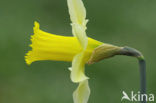 Wild Daffodil (Narcissus pseudonarcissus)