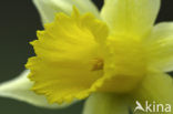 Wild Daffodil (Narcissus pseudonarcissus)