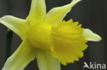 Wild Daffodil (Narcissus pseudonarcissus)