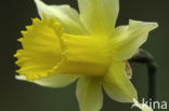 Wild Daffodil (Narcissus pseudonarcissus)