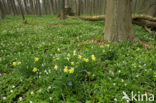 Wild Daffodil (Narcissus pseudonarcissus)