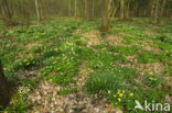 Wilde narcis (Narcissus pseudonarcissus)