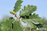 Wintereik (Quercus petraea)