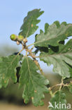 Wintereik (Quercus petraea)