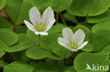 Witte klaverzuring (Oxalis acetosella)