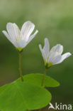 Witte klaverzuring (Oxalis acetosella)