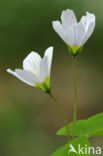 Wood-sorrel (Oxalis acetosella)